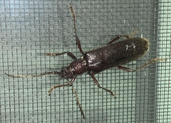 Cerambycinae