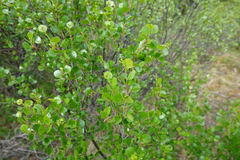 Betula glandulosa