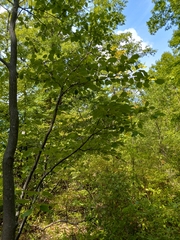 Amelanchier canadensis