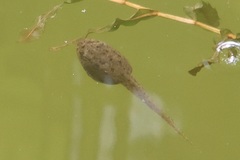 Lithobates catesbeianus