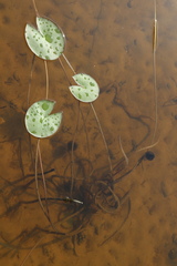 Nymphaea