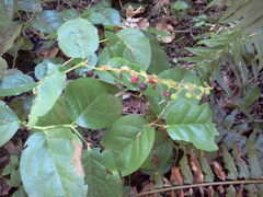 Gaultheria shallon
