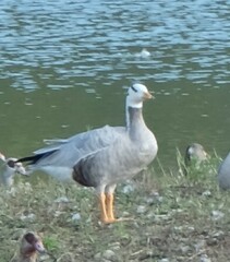 Anser indicus