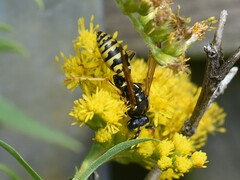 Polistes dominula
