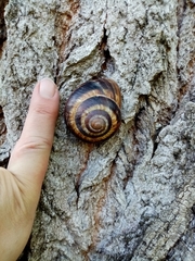 Helix lucorum