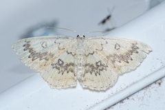 Cyclophora annularia
