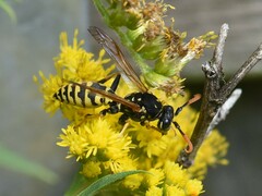 Polistes dominula