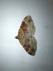 Xanthorhoe spadicearia