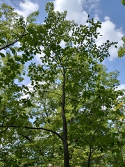 Amelanchier canadensis