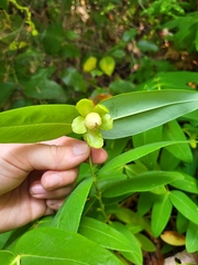 Hypericum calycinum