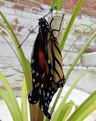 Danaus plexippus plexippus