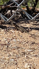 Sceloporus tristichus