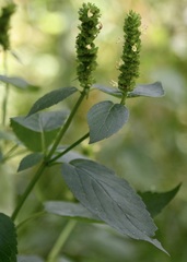 Agastache nepetoides