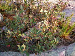 Aronia melanocarpa
