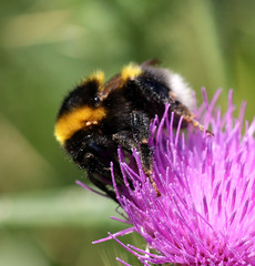 Bombus hortorum