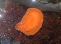 Thordisa bimaculata