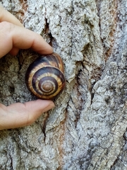 Helix lucorum