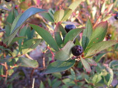 Aronia melanocarpa