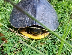 Trachemys scripta scripta