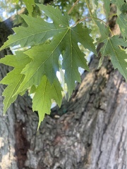 Acer saccharinum