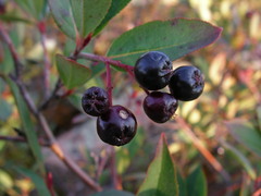Aronia melanocarpa