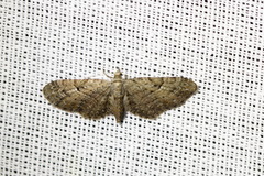 Eupithecia pusillata
