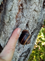 Helix lucorum