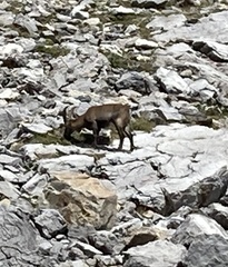 Capra ibex