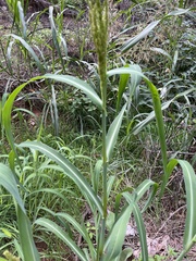 Echinochloa crus-pavonis
