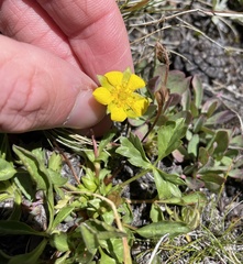 Potentilla grayi