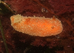 Thordisa bimaculata