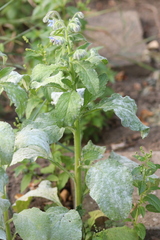 Golovinomyces cynoglossi