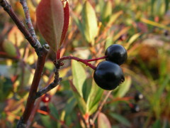 Aronia melanocarpa