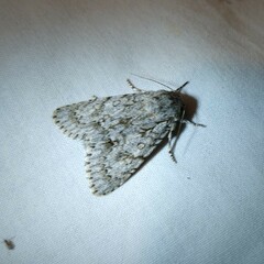 Acronicta aceris