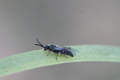 Tiphiidae