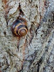Helix lucorum