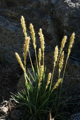 Trisetum spicatum