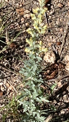 Artemisia ludoviciana