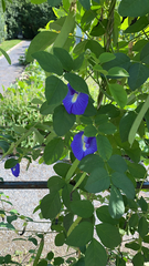 Clitoria ternatea