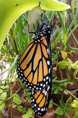 Danaus plexippus plexippus