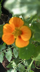 Tropaeolum majus