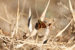 Ochlodes sylvanoides