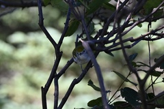 Setophaga pensylvanica