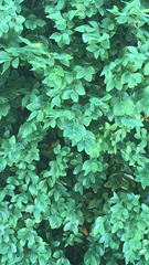 Buxus sempervirens