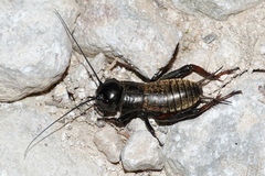 Gryllus campestris