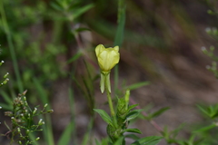Oenothera biennis