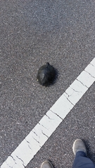 Trachemys scripta scripta