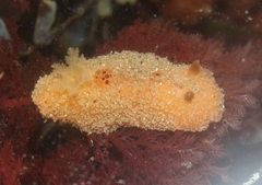 Thordisa bimaculata