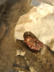 Diarsia rubi