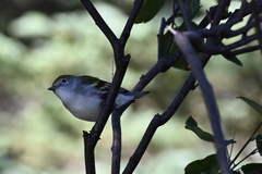 Setophaga pensylvanica